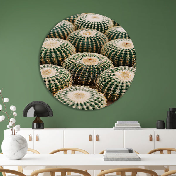 Veel ronde cactussen in close-up aluminium muurcirkel