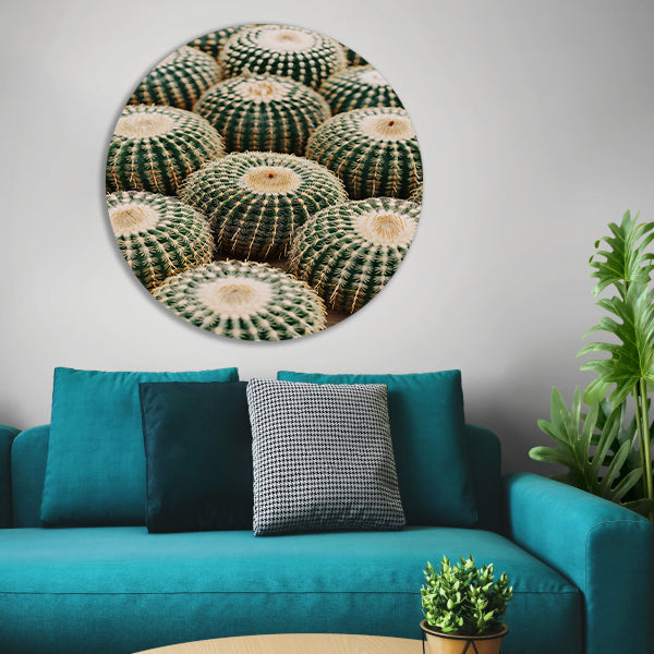 Veel ronde cactussen in close-up aluminium muurcirkel