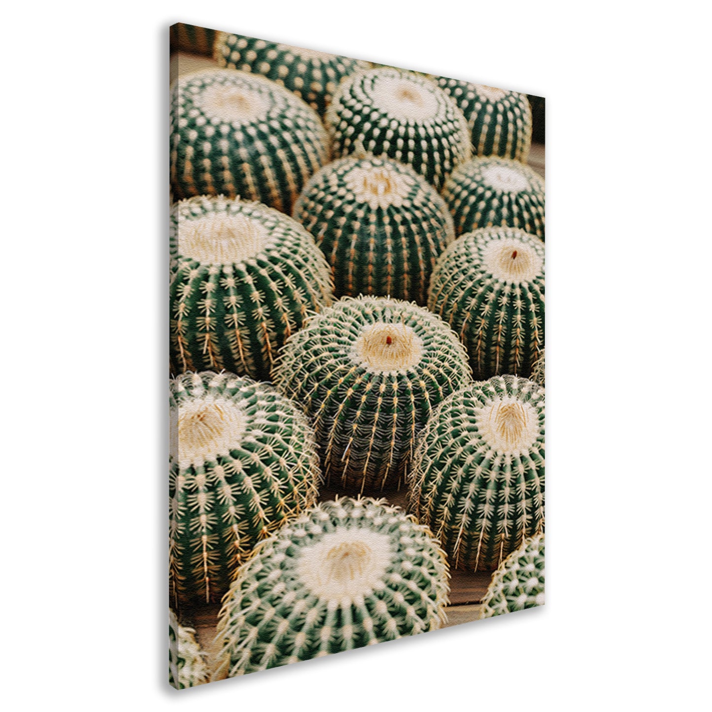Veel ronde cactussen in close-up canvas