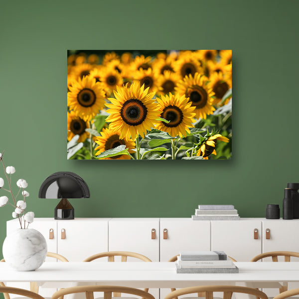 Fraaie zonnebloemen in volle bloei poster