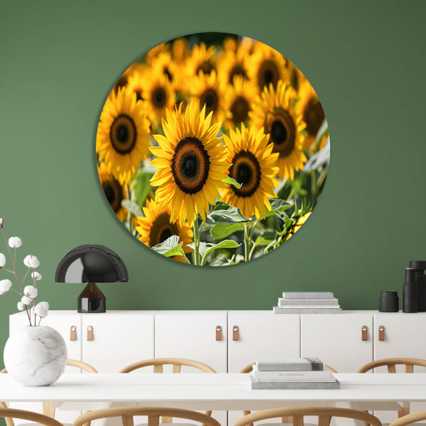 Fraaie zonnebloemen in volle bloei forex muurcirkel