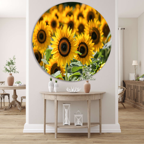 Fraaie zonnebloemen in volle bloei forex muurcirkel
