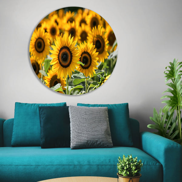 Fraaie zonnebloemen in volle bloei forex muurcirkel