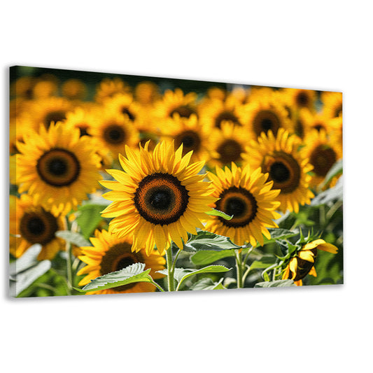 Fraaie zonnebloemen in volle bloei canvas