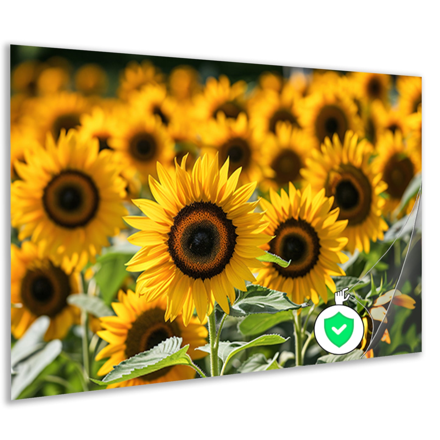 Fraaie zonnebloemen in volle bloei poster