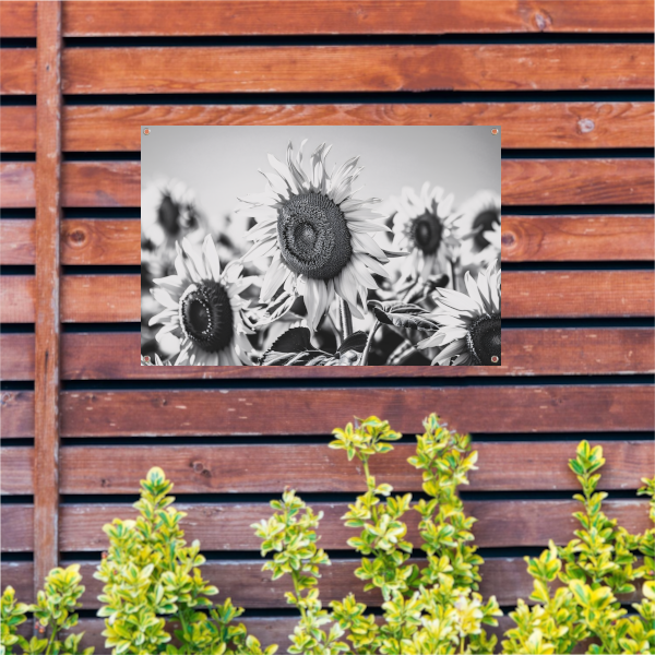 Elegante zwart-wit zonnebloemen, natuur in monochroom tuinposter
