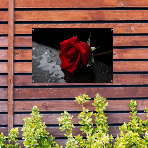 Rode roos met waterdruppels tuinposter
