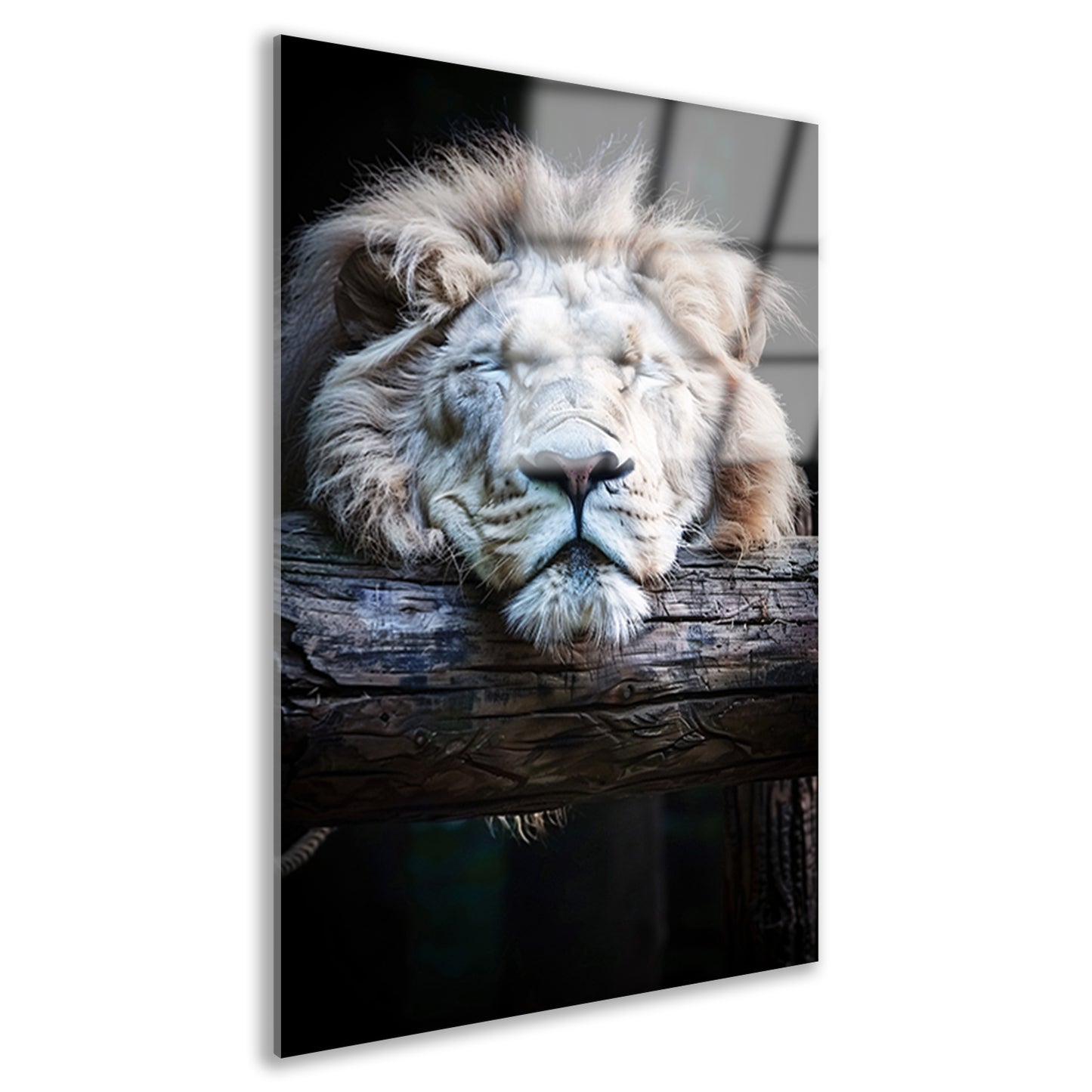 Zwart-wit portret van slapende leeuw acrylglas