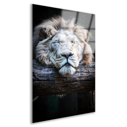 Zwart-wit portret van slapende leeuw acrylglas