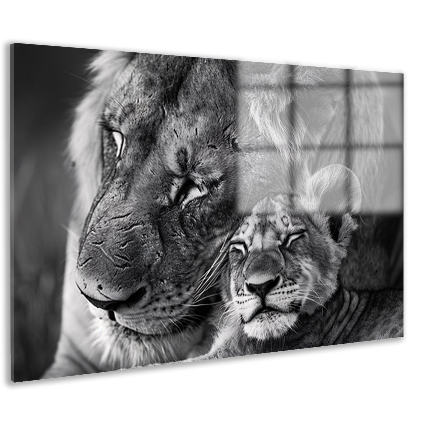 Knuffelende leeuwen in zwart-wit fotografie acrylglas