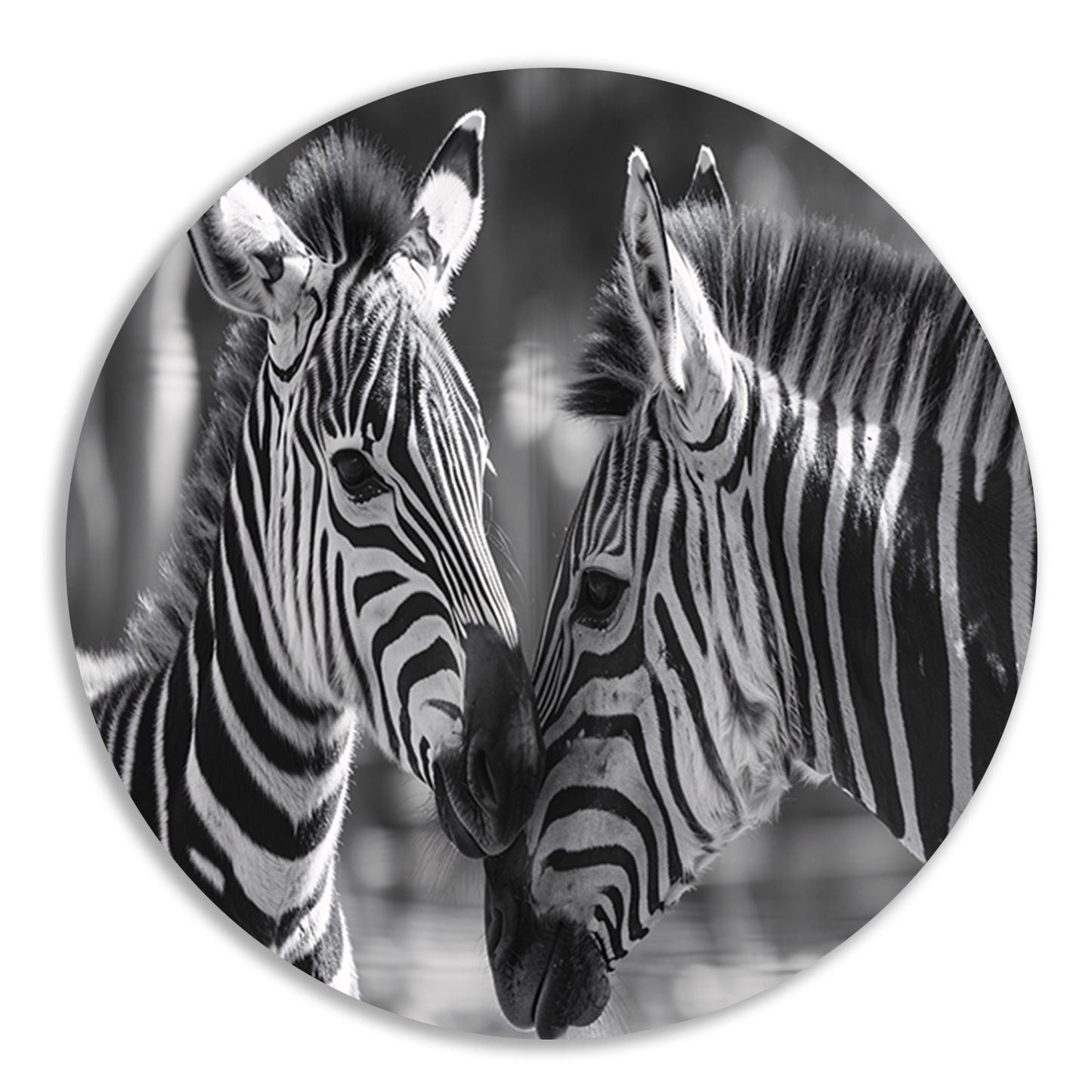 Intiem moment tussen twee zebras aluminium muurcirkel