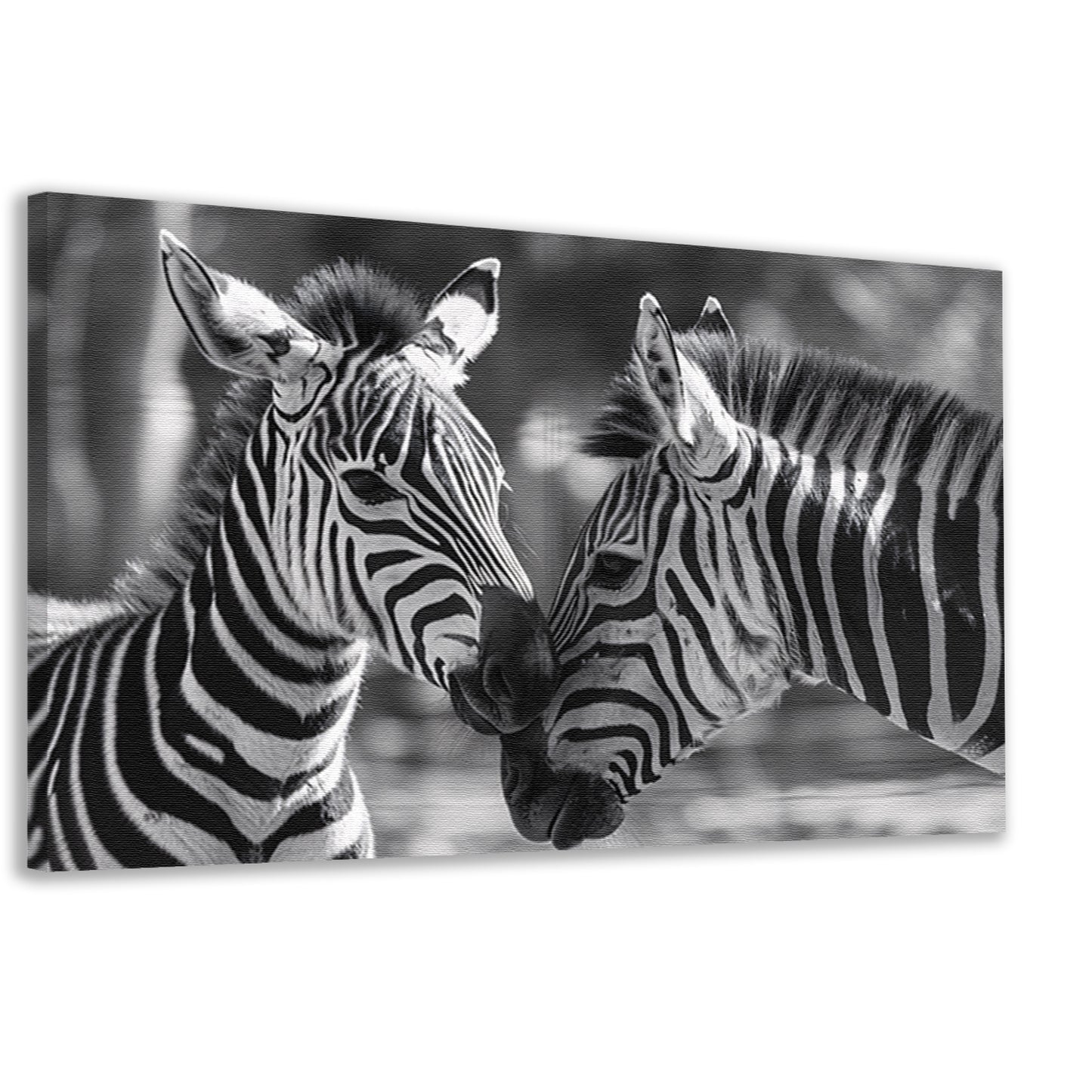 Intiem moment tussen twee zebras canvas