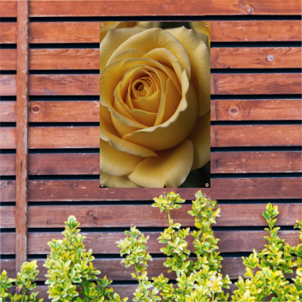 Close-up Gele Roos met Dauwdruppels tuinposter
