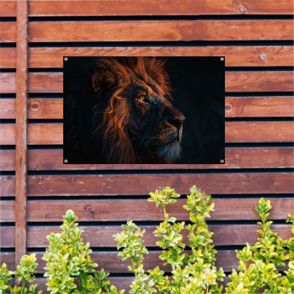 Leeuw in Schemerlicht met Gouden Manen tuinposter