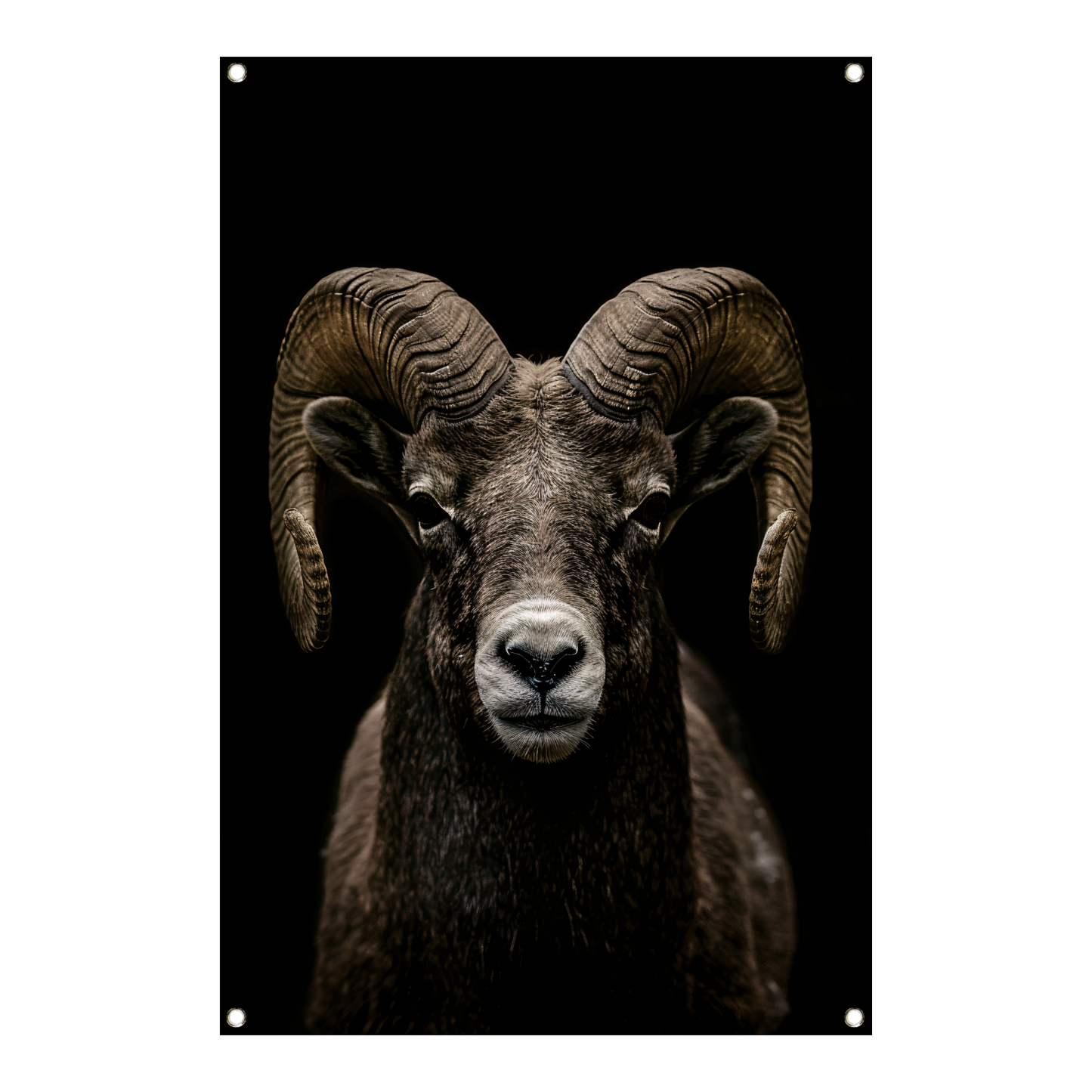 Krachtige close-up van een ram in zwart en wit tuinposter