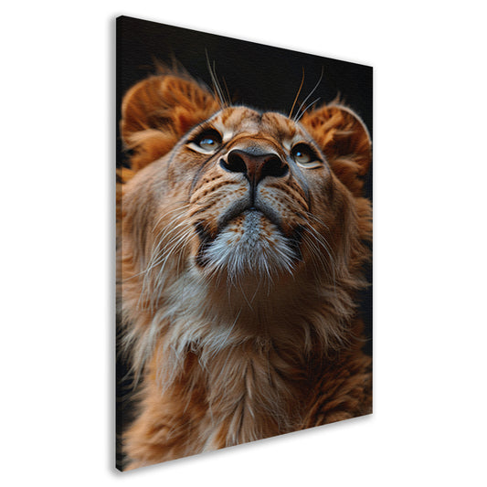 Majestueuze leeuw met intense blik omhoog canvas