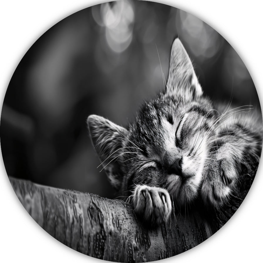 Slapende kitten op boomtak aluminium muurcirkel
