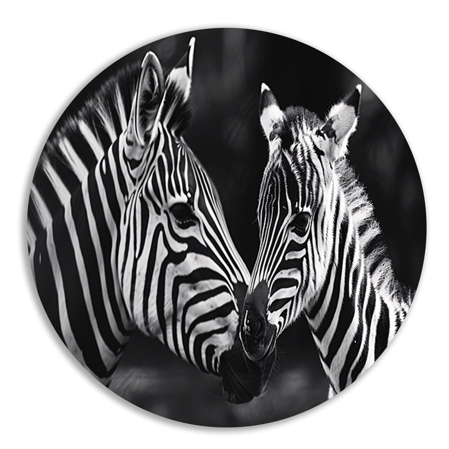 Intieme ontmoeting zebra moeder en jong aluminium muurcirkel