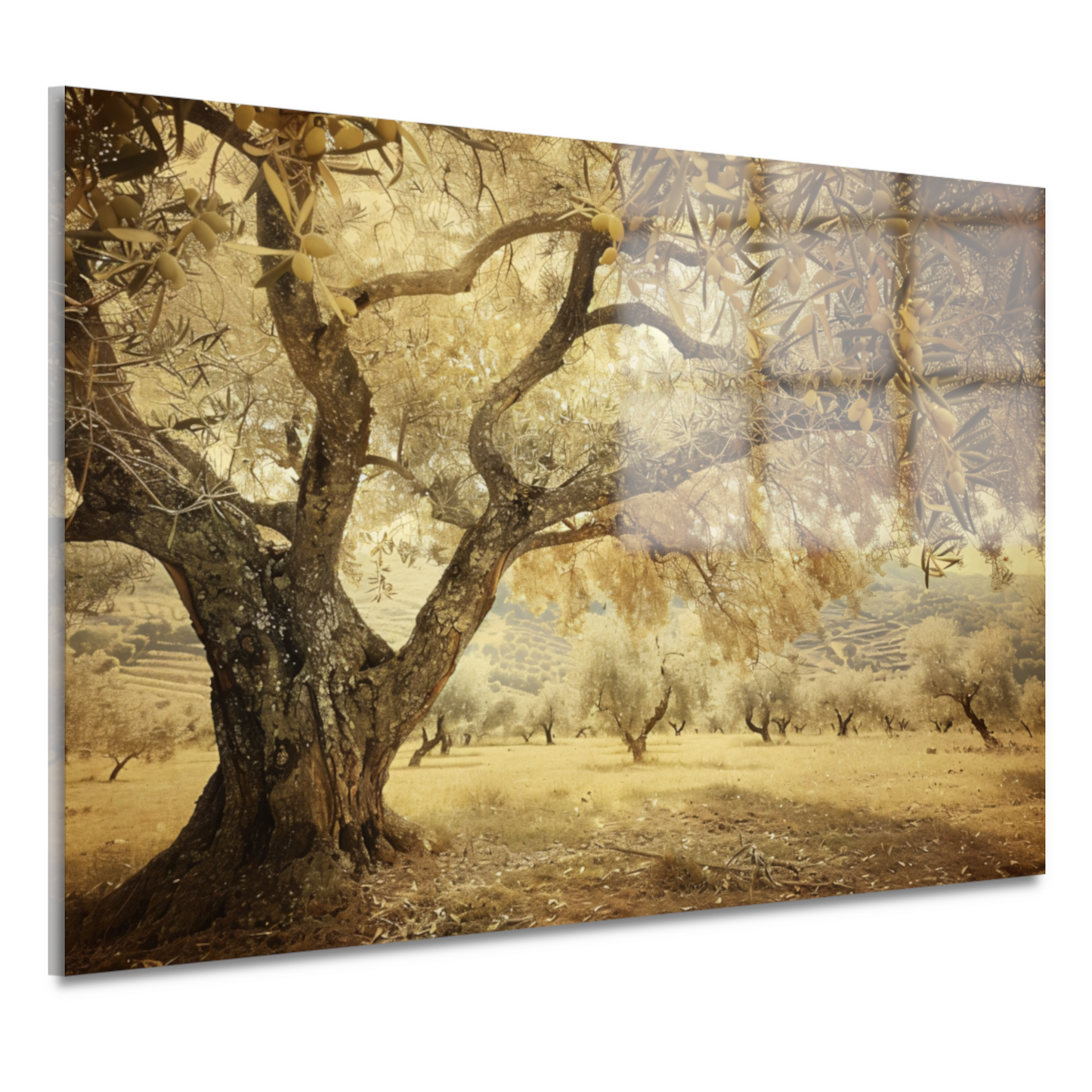 Olijfboom onder Provençaalse hemel acrylglas