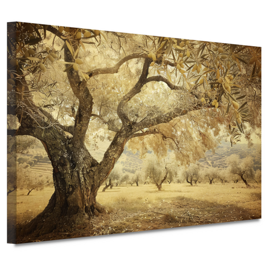 Olijfboom onder Provençaalse hemel canvas