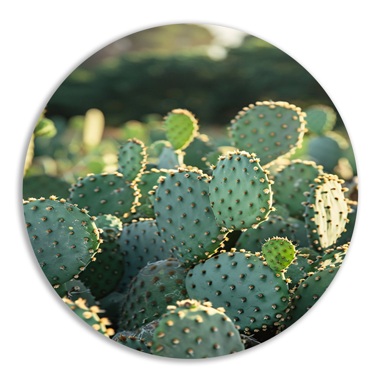 Close-up van cactus met stekels aluminium muurcirkel