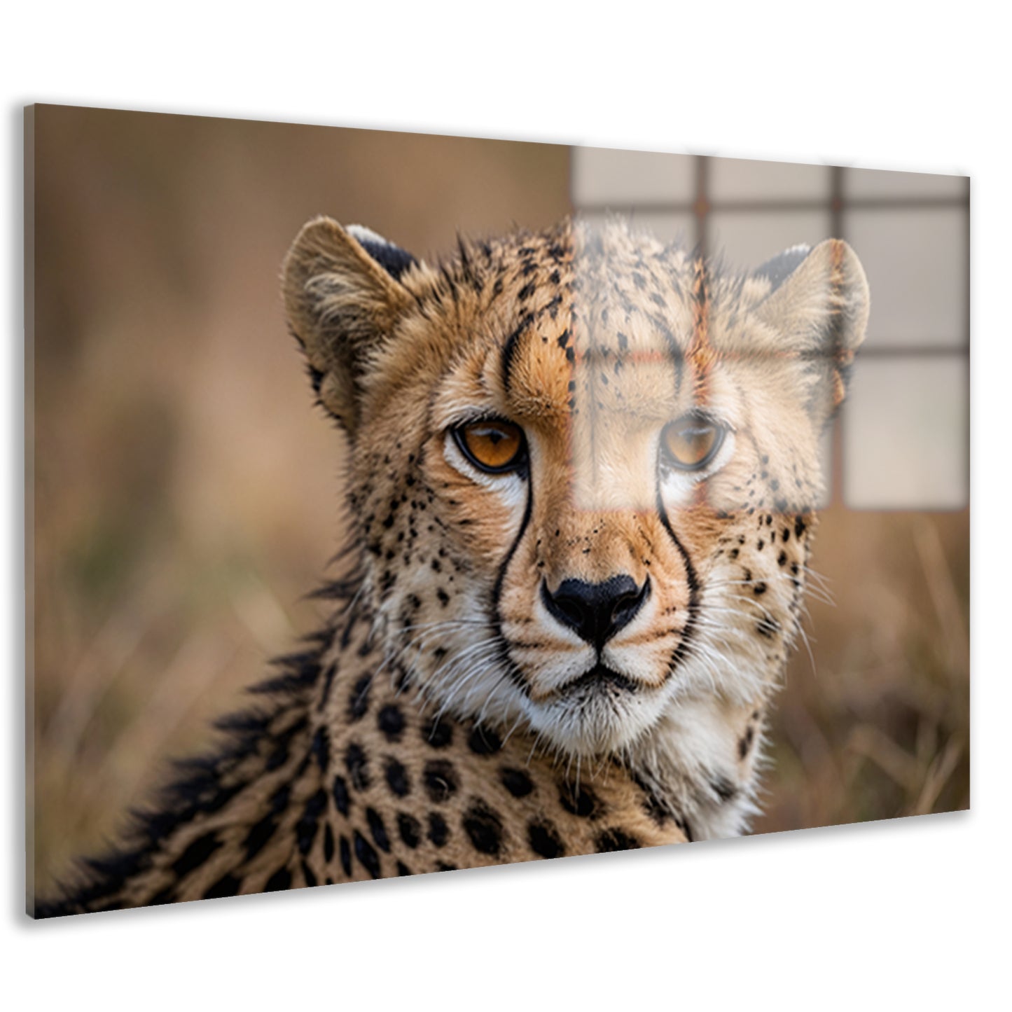 Prachtige close-up foto van een cheetah acrylglas