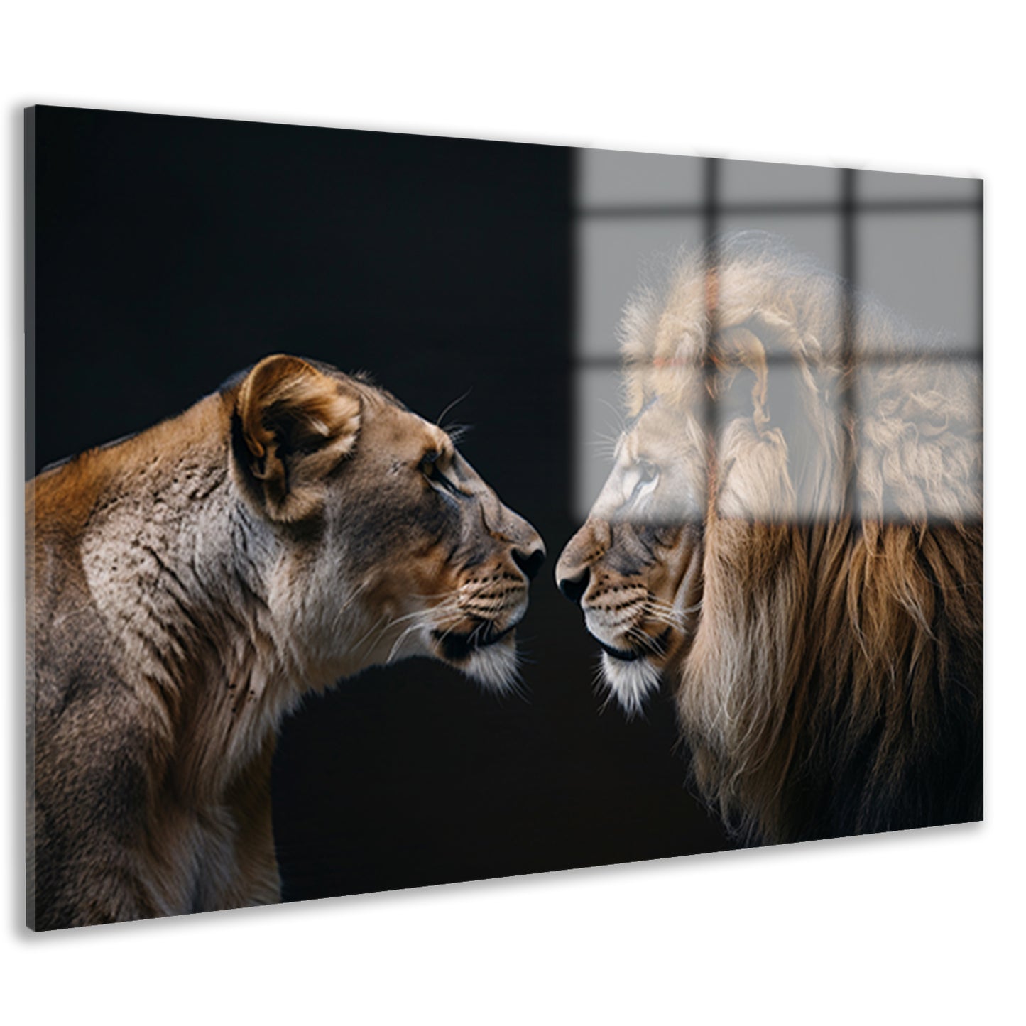 Leeuw en leeuwin in intense ontmoeting acrylglas