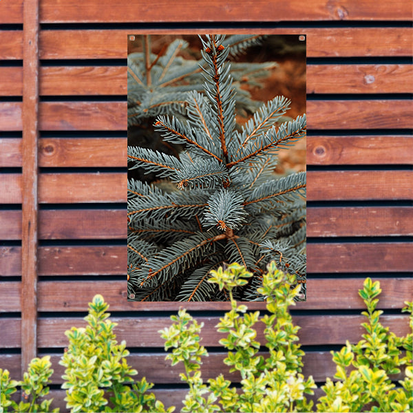Close-up van blauwe spar in zonlicht tuinposter