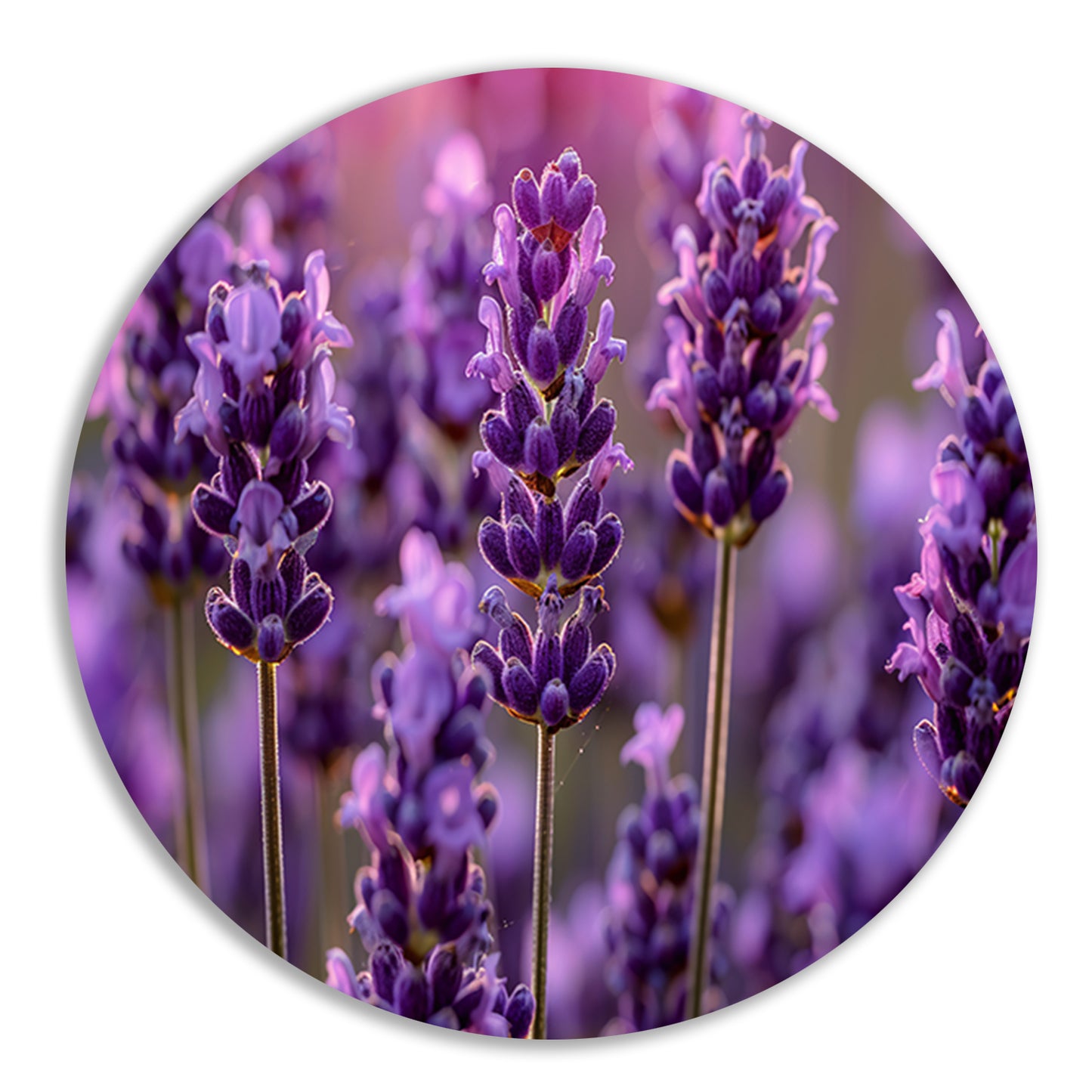 Close-up van lavendelbloemen in zachte zonneschijn forex muurcirkel