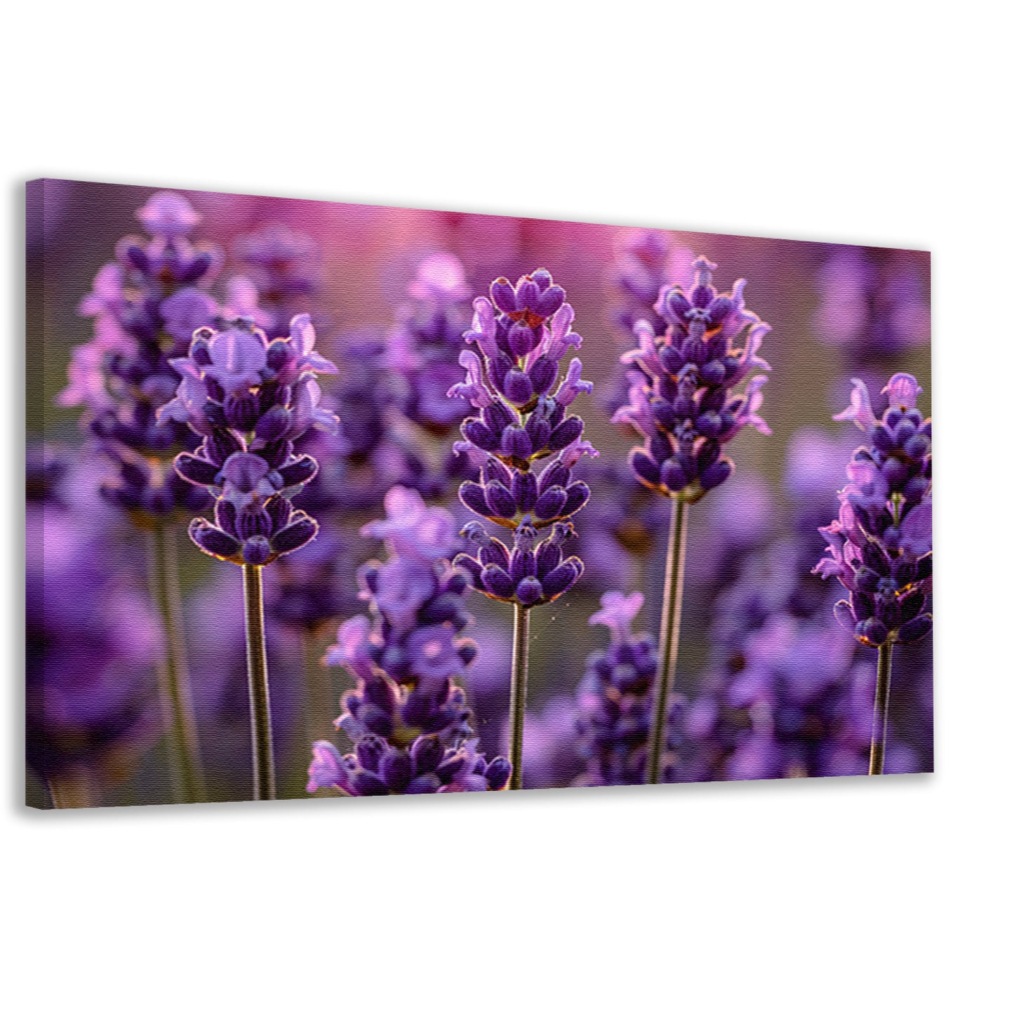 Close-up van lavendelbloemen in zachte zonneschijn canvas