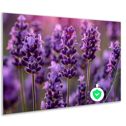 Close-up van lavendelbloemen in zachte zonneschijn poster