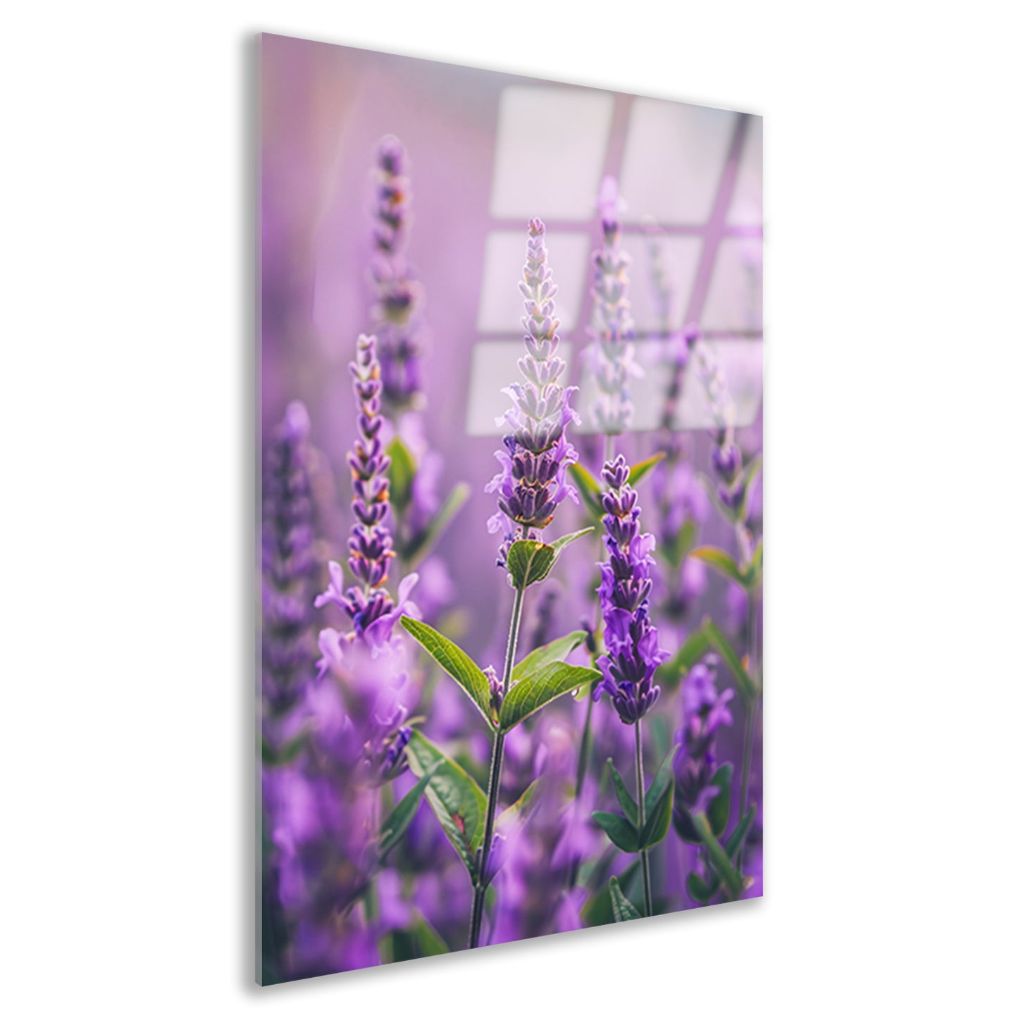 Close-up van bloeiende lavendelbloemen in paars acrylglas