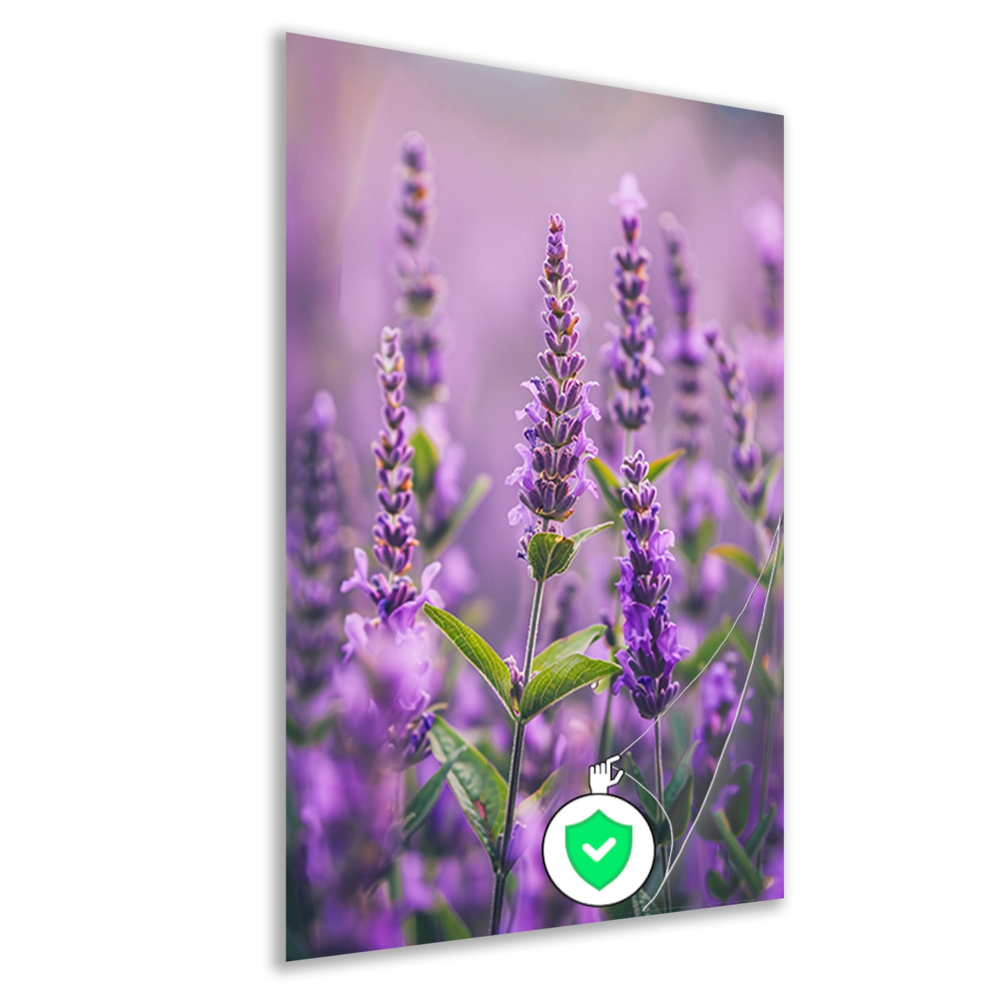 Close-up van bloeiende lavendelbloemen in paars poster