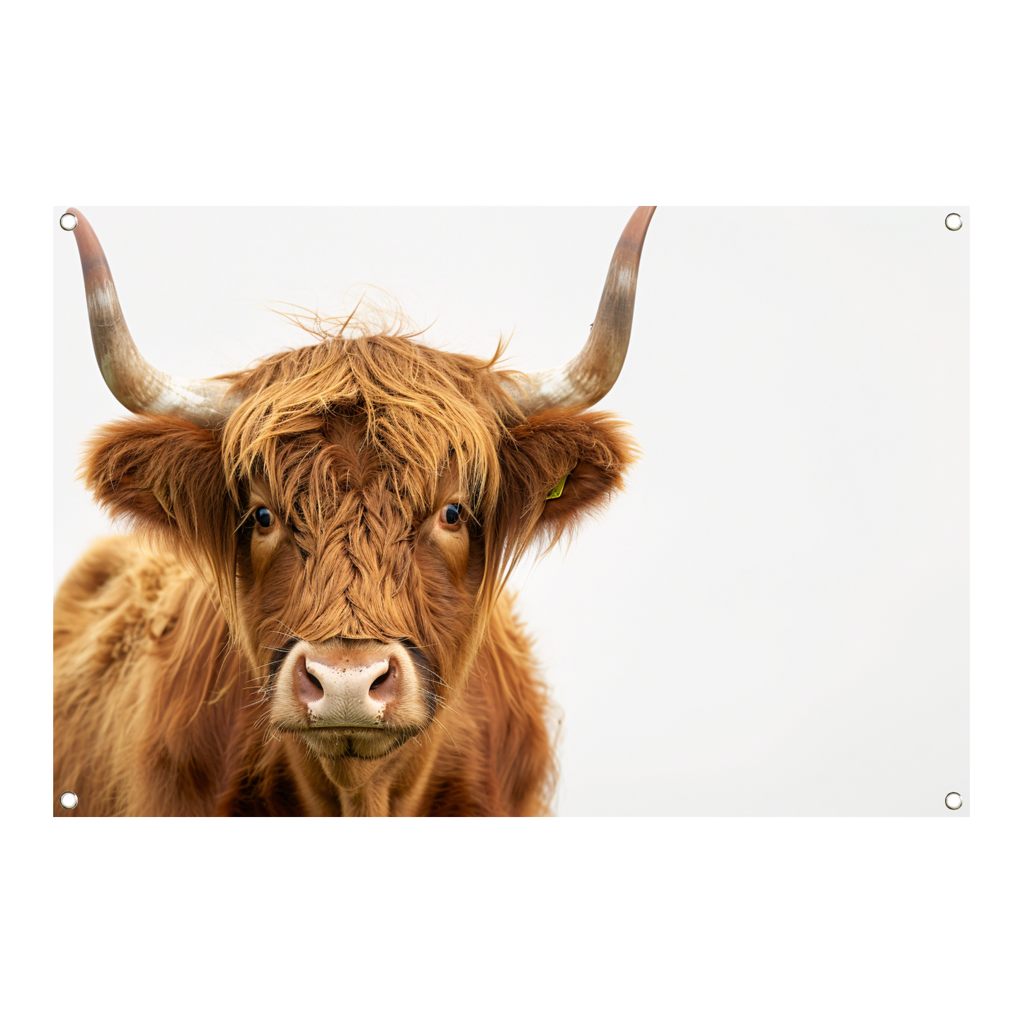 Close-up van een Schotse hooglander met indrukwekkende hoorns tuinposter