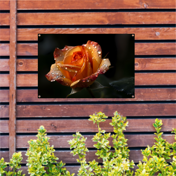 Roos met waterdruppels in close-up tuinposter