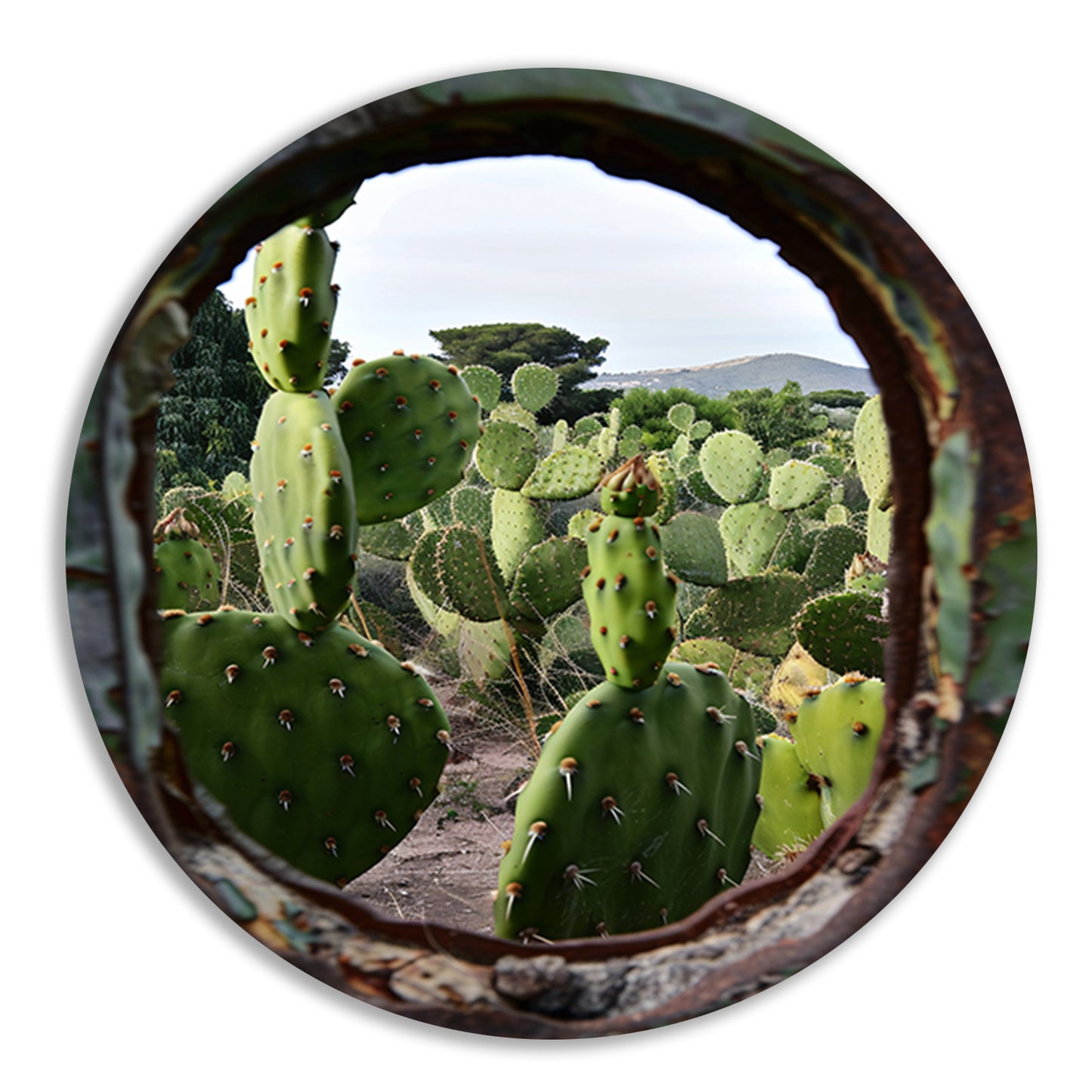 Cactustuin Gevangen in Roestig Raam aluminium muurcirkel