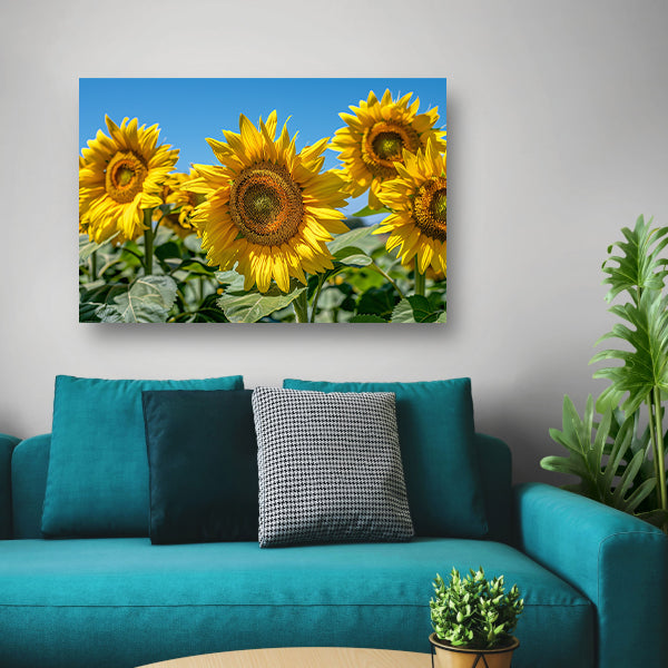 Levendige zonnebloemen onder een helderblauwe hemel poster
