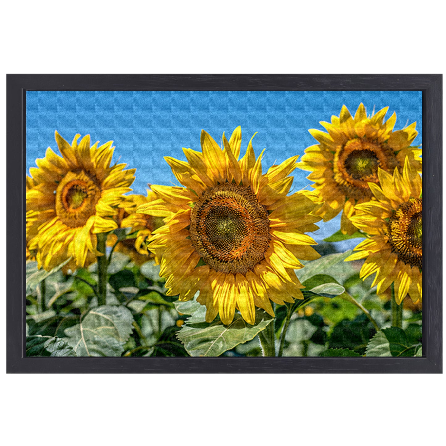 Levendige zonnebloemen onder een helderblauwe hemel canvas met baklijst