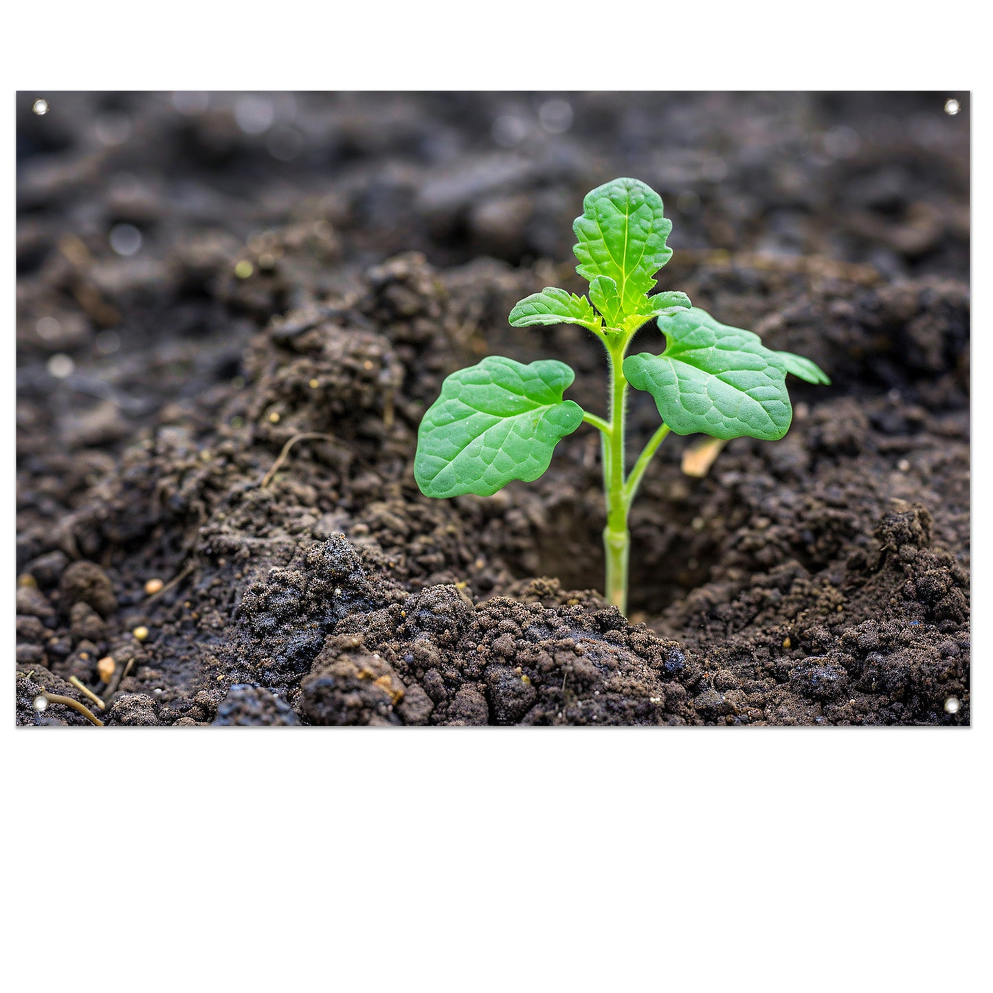 Jonge groene plant in vruchtbare aarde tuinposter
