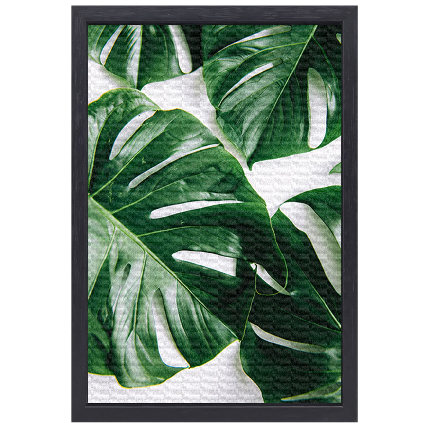Elegante Monstera bladeren op helderwitte achtergrond canvas met baklijst