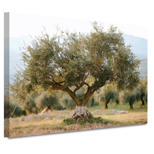 Olijfboom in Impressionistische Stijl canvas