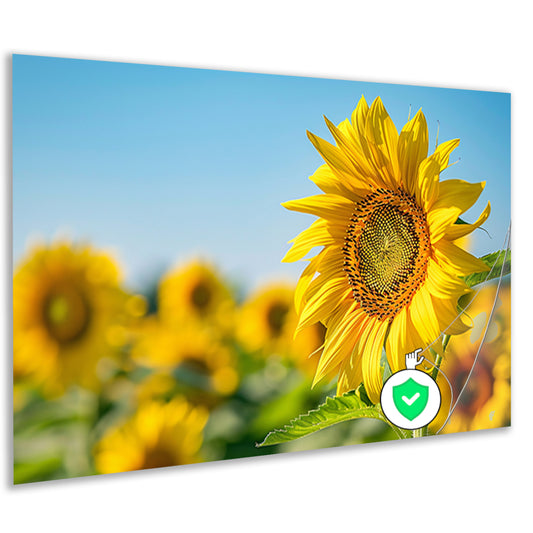 Levendige zonnebloemen in een bloeiend veld poster