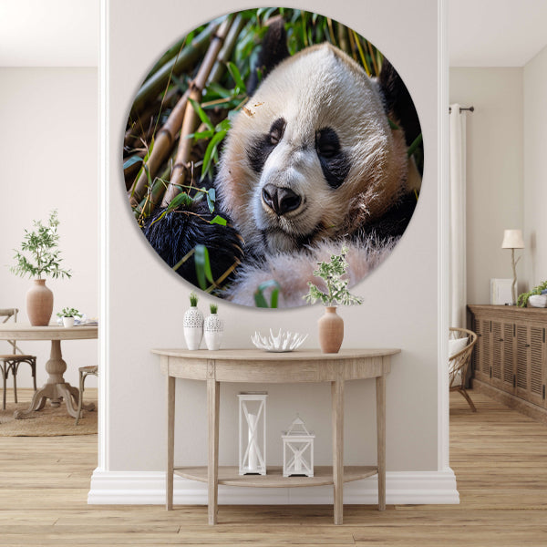 Slapende panda te midden van bamboe forex muurcirkel