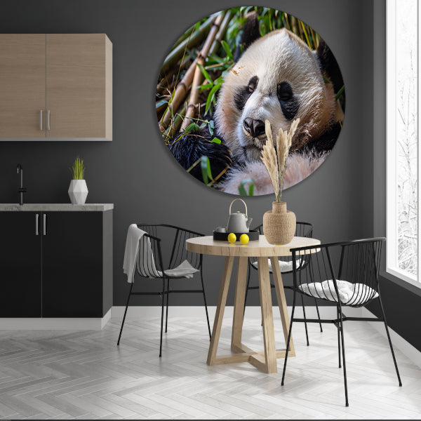 Slapende panda te midden van bamboe forex muurcirkel