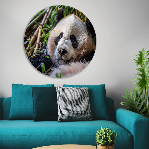 Slapende panda te midden van bamboe forex muurcirkel