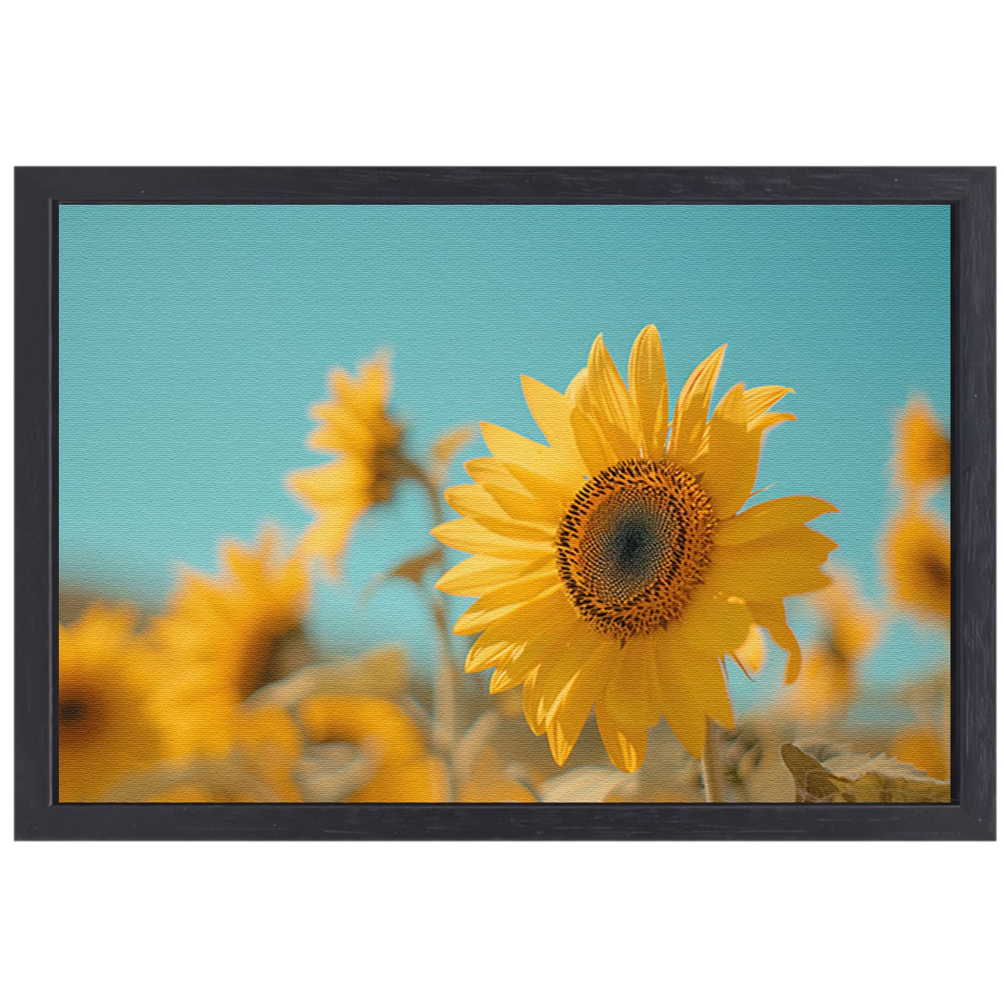 Veld vol zonnebloemen onder helderblauwe hemel canvas met baklijst