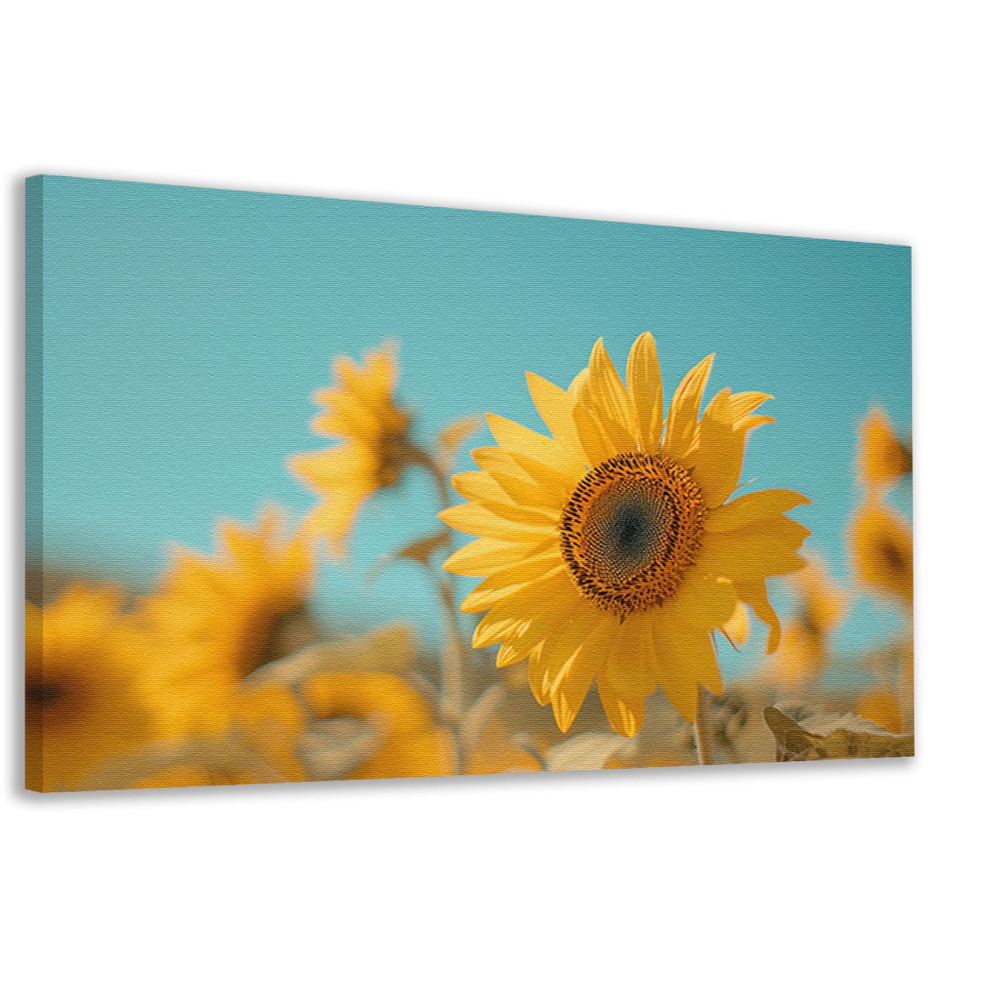 Veld vol zonnebloemen onder helderblauwe hemel canvas