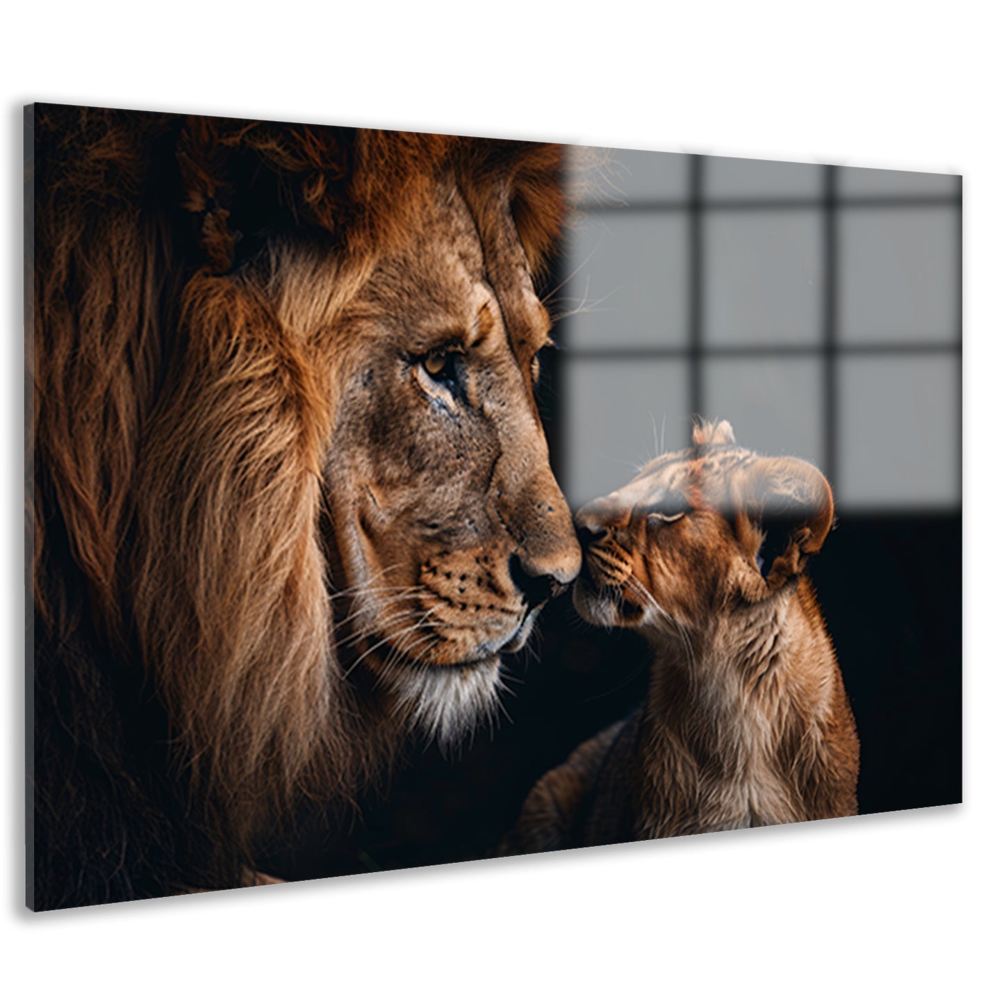 Intieme foto van een leeuw en zijn welp acrylglas