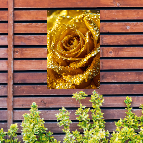 Gouden roos met schitterende waterdruppels in detail tuinposter