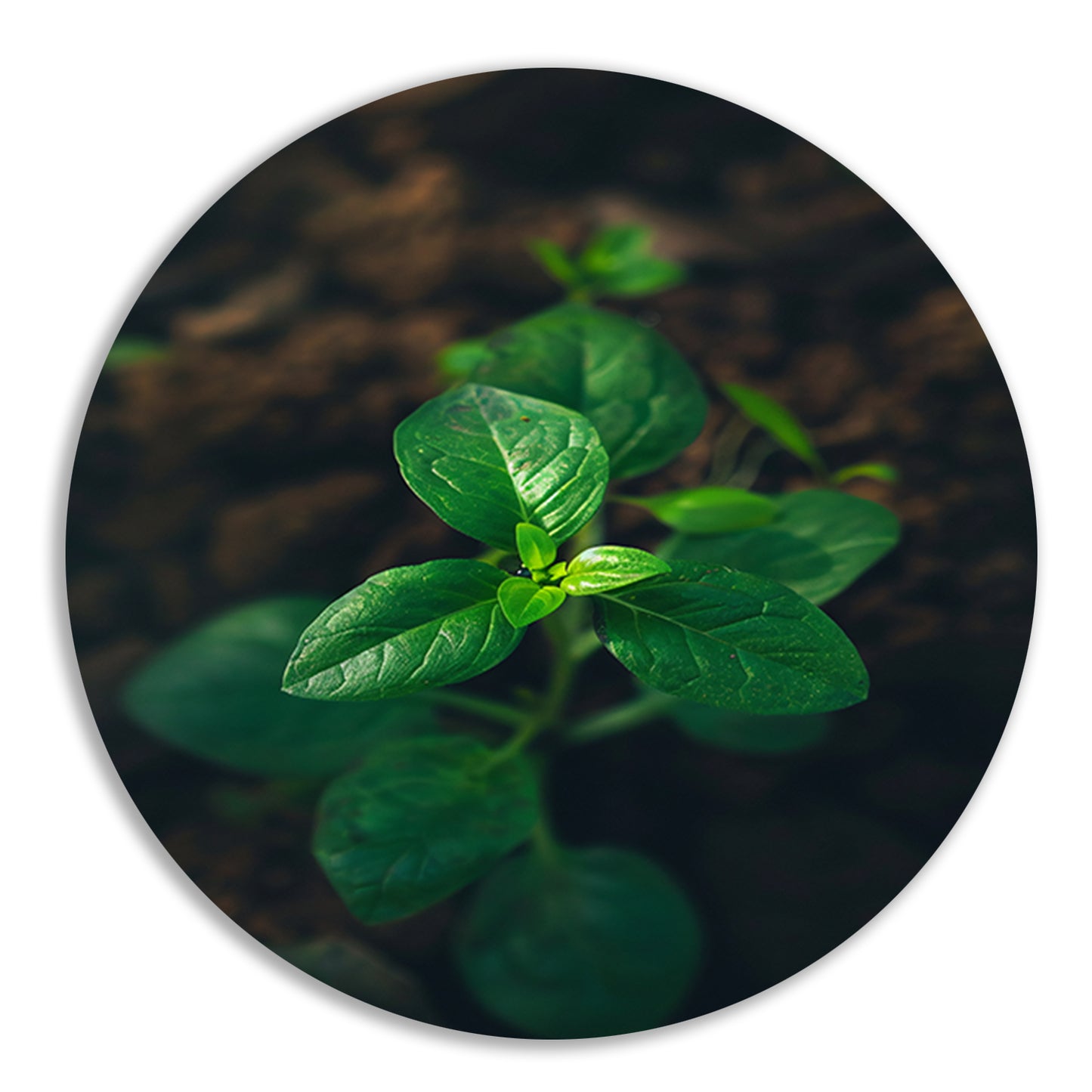 Jonge plant in het zonlicht forex muurcirkel